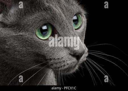 Close-up Portrait of bleue russe face aux grands yeux verts, isolé sur fond noir, vue de profil Banque D'Images