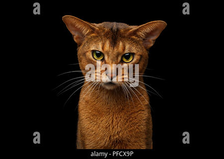 Libre de tête de chat abyssin grincheux devant portrait visage en colère en regardant avec appareil photo, isolé sur fond noir Banque D'Images