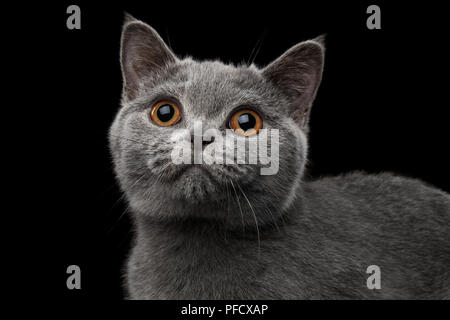 Close-up Portrait of British chaton gris, jusqu'à la mignonne, isolées sur fond noir Banque D'Images