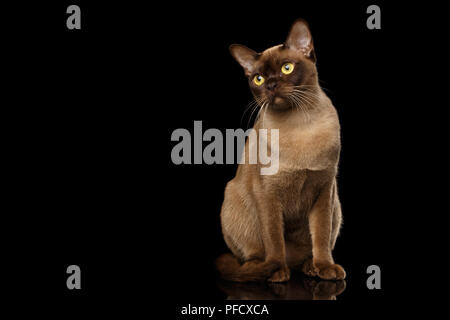 Adorable Chat birman chocolat avec sa fourrure, s'assied et curieux à la recherche ,isolé sur fond noir avec reflet Banque D'Images