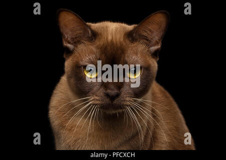 Close-up portrait of Brown grincheux avec fourrure de chat birman de couleur chocolat et les yeux jaunes, en colère à la recherche, à huis clos sur fond noir isolé Banque D'Images