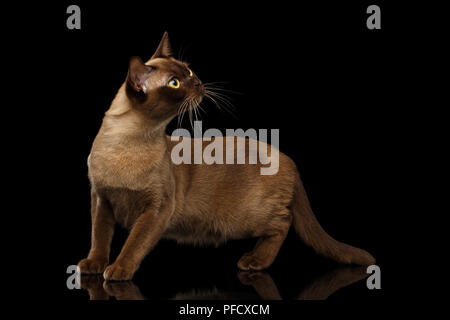 Adorable Chat birman chocolat avec sa fourrure, tête étirée isolées sur fond noir avec reflet Banque D'Images