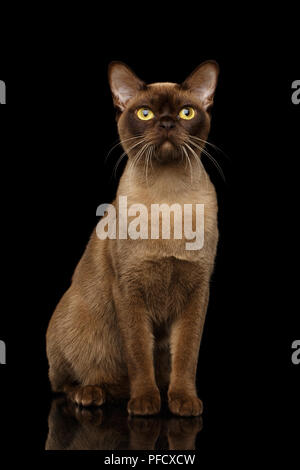 Adorable Chat birman chocolat avec sa fourrure, est assis sur un fond noir avec reflet Banque D'Images