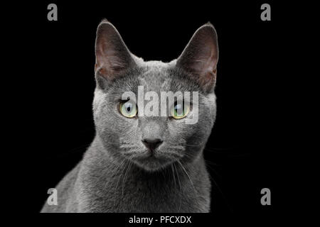 Close-up portrait of bleue russe avec de superbes yeux verts et gris argent en fourrure à la caméra sur fond noir isolé Banque D'Images