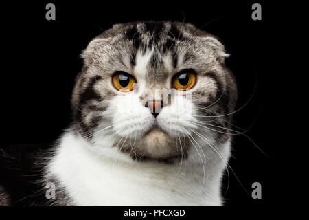 Close-up portrait of serious chat de race Scottish Fold isolé sur fond noir, de petites oreilles et à la tête ronde, à huis clos Banque D'Images