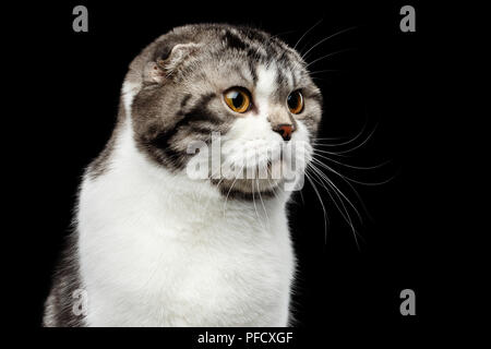 Close-up portrait of serious chat de race Scottish Fold isolé sur fond noir, de petites oreilles et tête ronde Banque D'Images