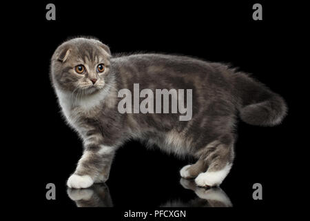 Mignon petit chat Scottish Fold race avec tabby sur le corps isolé sur fond noir avec reflet Banque D'Images