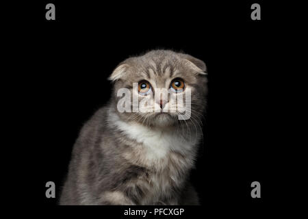 Close-up mignon petit chat Scottish Fold race avec tabby, insatisfaisant à la haut sur fond noir isolé Banque D'Images