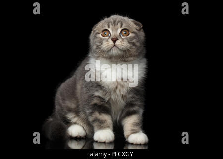 Mignon petit chat Scottish Fold race avec tabby sur le corps isolé sur fond noir avec reflet Banque D'Images