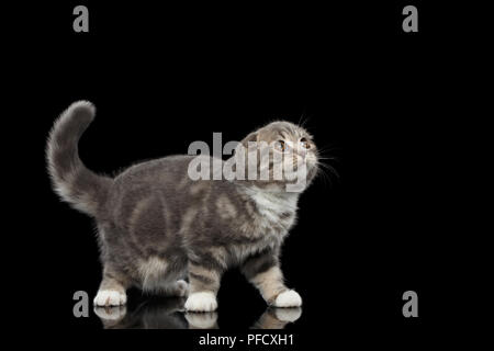 Mignon petit chat Scottish Fold race avec tabby sur le corps et permanent à la recherche sur fond noir isolé avec réflexion Banque D'Images