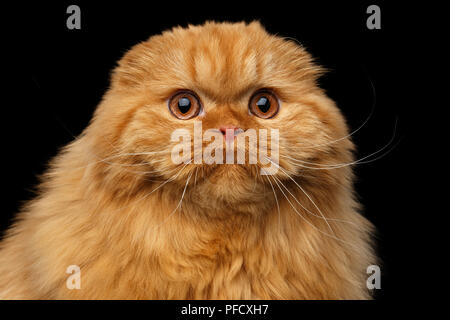 Close-up of red Furry Scottish Fold highland race de chat surprise stare dans appareil photo sur fond noir isolé Banque D'Images