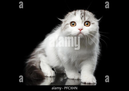 Blanc fourrure chaton race highland Scottish Fold tabby avec catimini et curieux à la recherche de l'appareil photo en fond noir isolé, chasse cat Banque D'Images