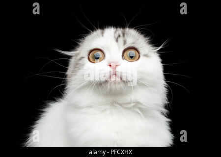 Close-up portrait of surpris white Scottish Fold highland race chaton curieux à la recherche avec des yeux énormes en fond noir isolé de l'appareil photo Banque D'Images