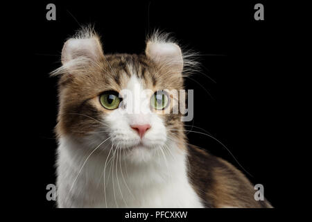 Closeup Portrait of Green Eyed American Curl avec race de chat oreilles torsadée sur fond noir, isolé, vue avant Banque D'Images