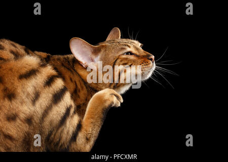 Bengal chat drôle gros plan de rayer son visage, soulevant avec patte claw isolées sur fond noir, vue de dos, visage heureux de plaisir Banque D'Images