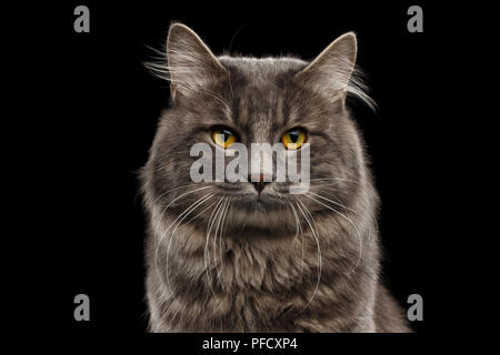 Closeup Portrait of Cute Kurilian Bobtail Chat avec des yeux jaunes à la caméra en curieux, fond noir isolé, vue avant, chat drôle Visage, Adora Banque D'Images