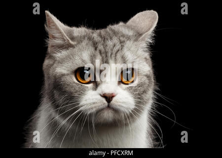 Closeup Portrait of Scottish Grey Cat tout droit a l'air peiné isolé sur fond noir Banque D'Images