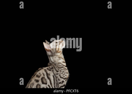 Kitty Bengal est assis et jusqu'à la sur fond noir Banque D'Images