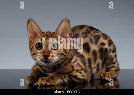 Kitty Bengal Gros plan sur fond sombre est dégradé Banque D'Images