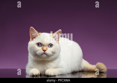 Blue Eyed British chaton se trouve sur fond violet Banque D'Images