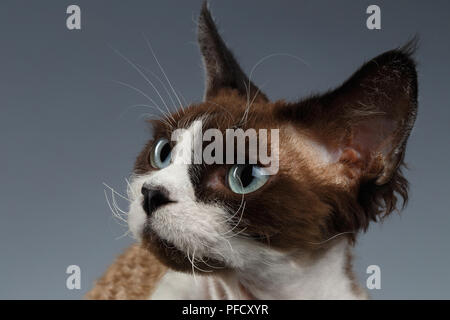 Closeup Portrait of Devon Rex à à gauche sur fond gris Banque D'Images