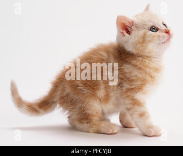 Ginger kitten avec marquages tabby, épaisse fourrure pelucheuse, debout, arrière très près du sol, jusqu'à la flexion, la queue vers le haut, vue de côté. Banque D'Images