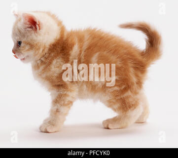 Ginger kitten avec marquages tabby, épaisse fourrure pelucheuse, debout, les oreilles se pencher en avant, en se léchant les lèvres, la queue recourbée sur le dos, vue de côté. Banque D'Images