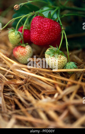 Fragaria x ananassa, mûres et fraises fruit vert qui pendait sur le lit de souches de paille. Banque D'Images
