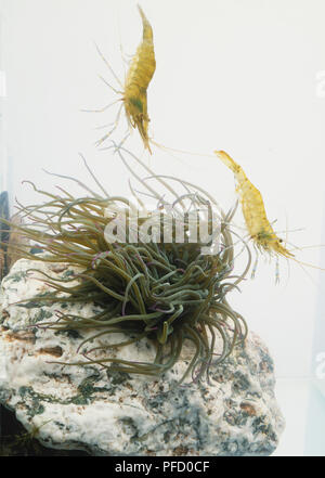 Anemonia viridis, Vert Snakelocks rock sur anémone en attente de capturer deux crevettes commun piscine à proximité. Banque D'Images