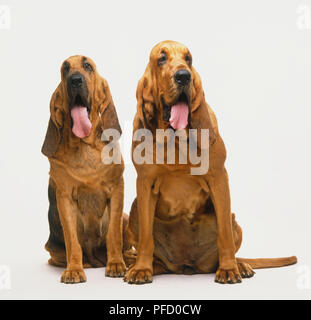 Canis familiaris, deux chiens assis avec leurs langues hanging out, vue de face. Banque D'Images