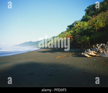 L'Amérique centrale, le Costa Rica, zone sud, Peninsula de Osa, Parque Nacional Corcovado, vagues se brisant sur le sable humide plage bordée de palmiers et la forêt tropicale avec un grand arbre tombé dans l'avant-garde patinées par l'exposition à la lumière du soleil et de la mer Banque D'Images