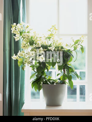 Plante avec des feuilles vertes, développée autour de châssis circulaire, blanc fleurs jaillissant des tiges au top, blanc pot sur un rebord de fenêtre Banque D'Images