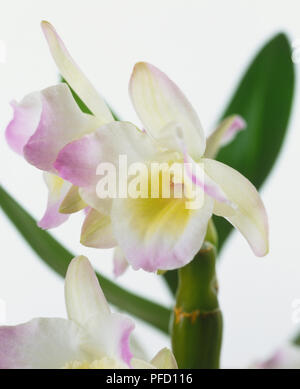 Dendrobium nobile, Noble Dendrobium fleur, close-up. Banque D'Images