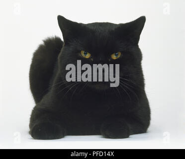 British Shorthair noir accroupi chat (Felis sylvestris catus), vue de face. Banque D'Images