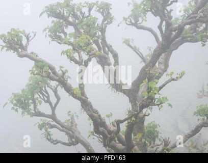 Libre d'un arbre tordu dans le brouillard Banque D'Images