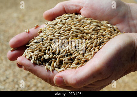 Grains d'avoine femme tenant dans ses mains, close-up Banque D'Images