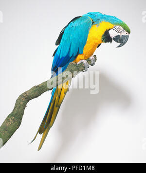 Un bleu-et-jaune Macaw (Ara ararauna) perché sur une branche, à la vue de côté, vers le bas Banque D'Images