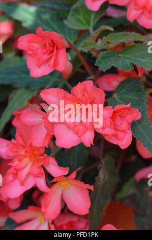 Begonia Cherry BonBon Banque D'Images