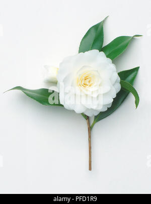 Camellia japonica 'Miss Univers', fleur blanche avec des feuilles vertes Banque D'Images