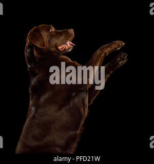 Portrait de brun mignon labrador retriever Élevage de chien jusqu'isolées sur fond noir, vue de profil Banque D'Images