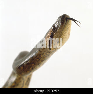 Vue latérale de la tête d'un montrant l'anaconda vert épais, cou puissant, une bande sombre qui passe de l'œil à l'angle de la mâchoire, et la langue fourchue. Banque D'Images