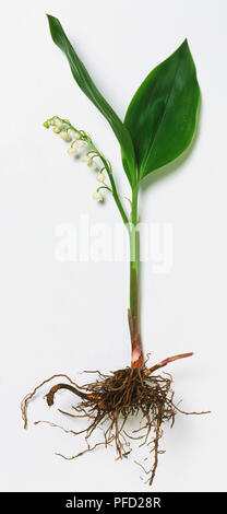 Convallaria majalis, le muguet, plante entière montrant les racines, tige, feuilles en forme de lance ou d'un seul côté de la grappe comme Bell-fleurs blanches. Banque D'Images