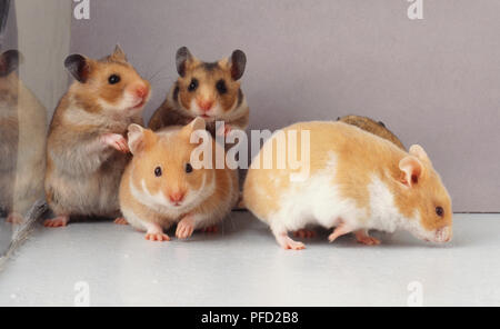 Groupe de quatre tan et blanc hamster (Cricetus cricetus), deux debout sur ses pattes, l'avant et une vue latérale. Banque D'Images