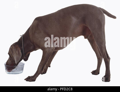 Un chien domestique (Canis familiaris) Eau potable à partir d'un bol en verre, side view Banque D'Images