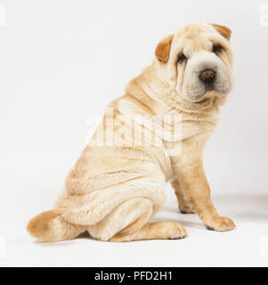 Chiot Shar Pei (Canis familiaris) Banque D'Images