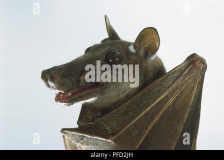 L'Epauletted Franquet (Epomops franqueti Fruit Bat), close up Banque D'Images