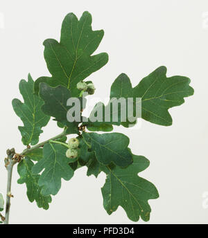 Quercus, feuilles de chêne et de glands on twig, Close up. Banque D'Images