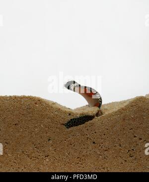 Twinspot wrasse, également connu sous le nom de clown coris Coris Aygula () creuser dans le sable au fond de l'océan Banque D'Images