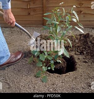 L'homme à l'aide de chat à sol de remblai autour d Viburnam dans le trou Banque D'Images