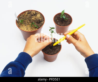 Personne en plus petits pots boutures rempotage Banque D'Images